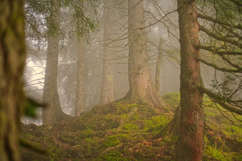 Mystical Grove
