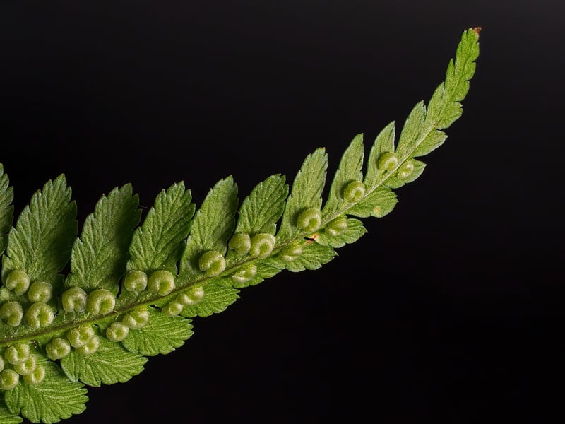 Forest Fern