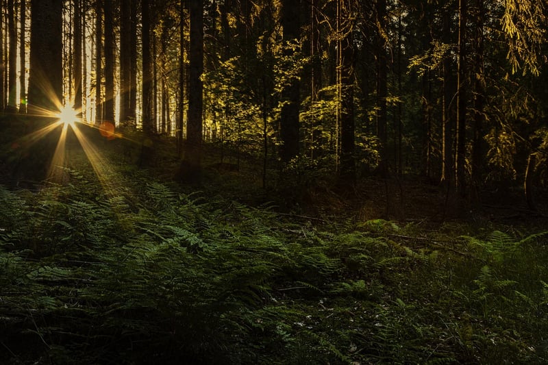 Forest Sunlight